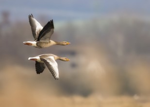 Two greylag geese (Anser anser) in flight with symmetrical wings over a blurred natural landscape