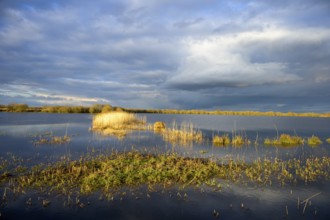 A quiet area of water on a flooded wetland south of Lake Dümmer. Water area with reeds under a