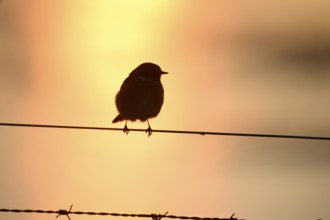 A stonechat (Saxicola rubicola) sits on a metal wicker wire in front of an orange evening sky that