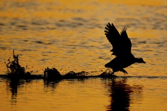 A coot Eurasian Coot (Fulica atra) takes off from the water in the orange-coloured evening