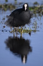A coot Eurasian Coot (Fulica atra) stands in the water with its reflection visible, surrounded by