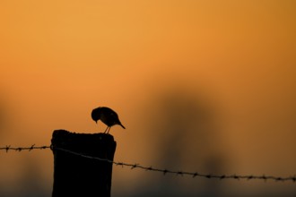 The silhouette of a stonechat (Saxicola rubicola) on a pasture post with barbed wire in front of an