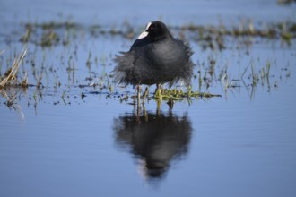 A coot Eurasian Coot (Fulica atra) stands in the water with its reflection visible, surrounded by