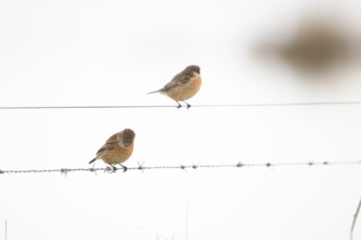 Two stonechat (Saxicola rubicola) sitting on a metal wire in front of a blurred background, Dümmer