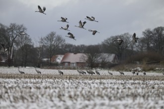 Resting cranes (Grus grus) on a snow-covered maize field in winter, some cranes flying above,
