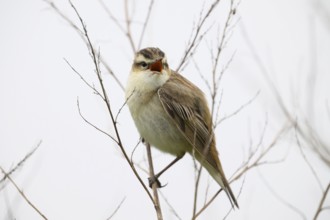 A reed warbler (Acrocephalus schoenobaenus) sits on its perch on bare branches and sings, Dümmer