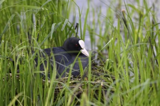 A coot Eurasian Coot (Fulica atra) breeds in a nest of twigs and grass at the edge of a body of