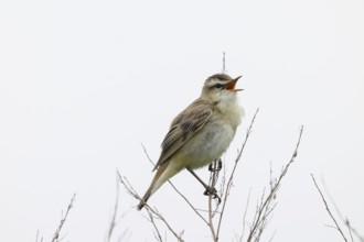A reed warbler (Acrocephalus schoenobaenus) sits on its perch on bare branches and sings into the