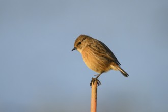 A stonechat (Saxicola rubicola) sitting on a branch against a blue sky, Dümmer nature park Park,