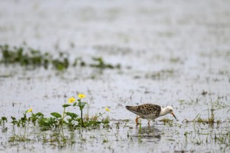 A ruff (Calidris pugnax, Syn.: Philomachus pugnax) stands in the water and is reflected in a