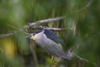 Night heron (Nycticorax nycticorax) hiding in a willow bush, Dümmer nature park Park, Lower Saxony,