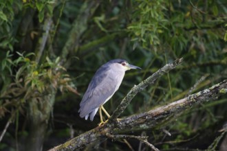 Night heron (Nycticorax nycticorax) on a rotten willow branch, Dümmer nature park Park, Lower