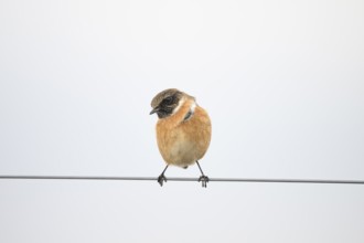 A stonechat (Saxicola rubicola) sitting on a metal wire in front of a blurred background, Dümmer
