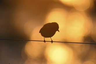A stonechat (Saxicola rubicola) sits on a metal wire in front of an orange golden evening sky that