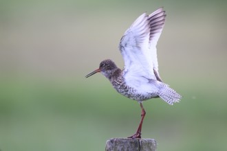 A redshank (Tringa totanus) stands on a wooden post and raises one wing while being observed in a
