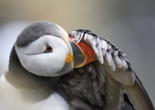A puffin (Fratercula arctica) cleans its feathers in a close-up that highlights the colours and