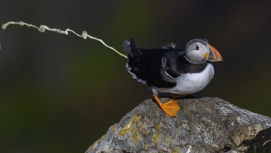 A puffin on a rock in a humorous pose he poops down the rock, his white excrement is visible as a