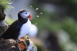 Puffin sitting on rock with green surroundings swarmed by insects in backlight, quiet atmosphere,