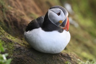 Puffin sitting on rock with green surroundings, quiet atmosphere, Hornoya, Vardø, Finnmark, Norway