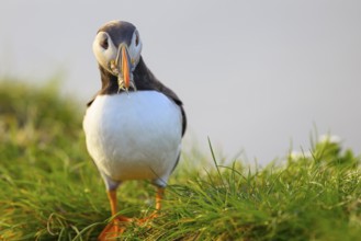 Puffin (Fratercula artica) with fish Sandeel (Ammodytes marinus) in its beak looking attentively at