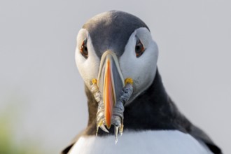 Frontal view of a puffin (Fratercula artica) with a sandeel (Ammodytes marinus) in its beak,