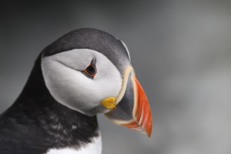 Close-up of a puffin (Fratercula artica) with a distinctive colourful beak against a grey