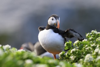 A puffin (Fratercula arctica) stands with outstretched wings on a green meadow with flowers in the