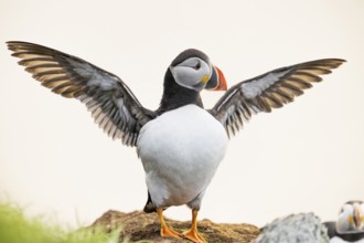 A puffin (Fratercula arctica) with outstretched wings standing on a rock against a white