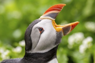 A puffin (Fratercula arctica) opens its beak to catch raindrops in a close-up that highlights the