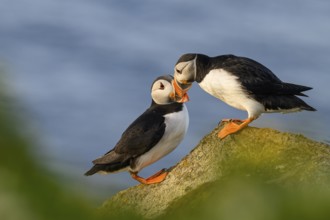 Two puffins (Fratercula arctica) show their bond as a pair by beaking, Hornoya, Vardø, Finnmark,