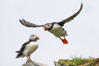 A puffin (Fratercula arctica) flies over a cliff while another watches, Hornoya, Vardö, Finnmark,