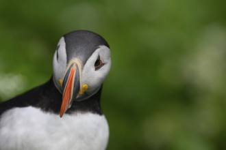 A puffin (Fratercula arctica) in portrait, close-up highlighting the colours and details of the