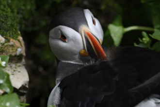 A puffin (Fratercula arctica) grooming its feathers, Hornoya, Vardø, Finnmark, Norway