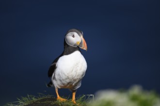 A puffin Puffin (Fratercula arctica) stands on grassy ground against a deep blue background that