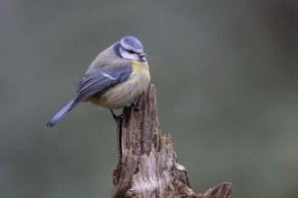Blue tit (Parus caerulea), Emsland, Lower Saxony, Germany