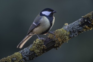 Great Tit (Parus major), Emsland, Lower Saxony, Germany