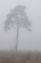 Pine (Pinus sylvestris) in the fog in the moor, Emsland, Lower Saxony, Germany
