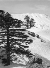 Cedars Ski Resort, Bsharri, Kadisha Valley of Bsharre, Lebanon, Middle East c 1956 Cedars of God