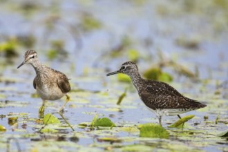 Spotted Redshank (Tringa erythropus) Hungary