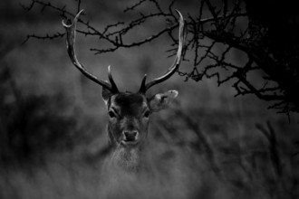A fallow deer (Dama dama) with majestic antlers Black and white photograph, Amsterdamse
