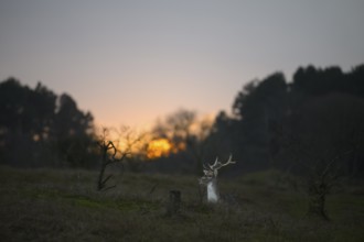 A fallow deer (Dama dama) with majestic antlers sits in a clearing in the last evening light at