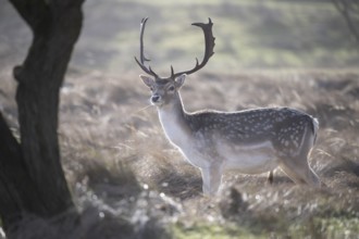 A fallow deer (Dama dama) with majestic antlers stands in a light-flooded meadow and enjoys the