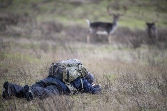 A photographer lies in a meadow and observes two fallow deer (Dama dama) in a natural environment,