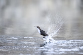 A dipper (Cinclus cinclus) flies up from the water of a stream, splashing a lot of water upwards,