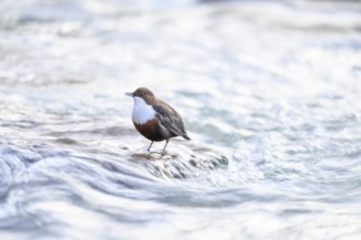 A dipper (Cinclus cinclus) sits singing in the flowing water of a river, East Westphalia, North