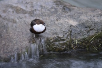 A dipper (Cinclus cinclus) sits relaxed on a rock at the edge of a river, surrounded by calm water,