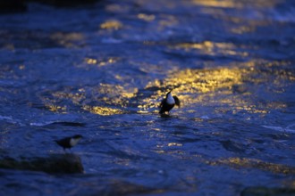 A dipper (Cinclus cinclus) stands on a rock in the water at dusk, surrounded by the orange light of