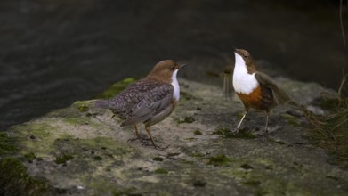 Two dippers (Cinclus cinclus) balancing on a rock in the river, one bird has spread its wings, East