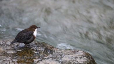 A dipper (Cinclus cinclus) sitting on the edge of a smooth rock in a river, East Westphalia, North