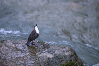 A dipper (Cinclus cinclus) sinking on the edge of a smooth rock in a river, East Westphalia, North